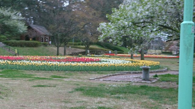 Mki036さんの寺尾中央公園 へのクチコミ なじらぼ Mki036さんの寺尾中央公園 へのクチコミ なじらぼ
