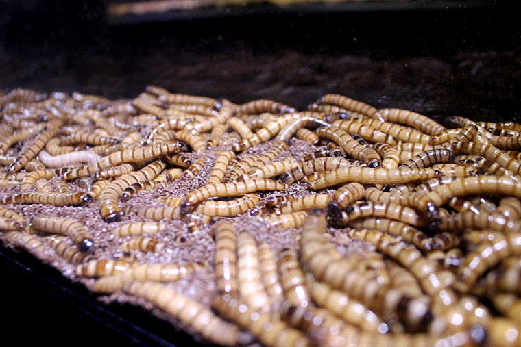 閲覧注意 キモい生き物に失神寸前 新潟県立自然科学館 ぶらなじさんぽ なじらぼ