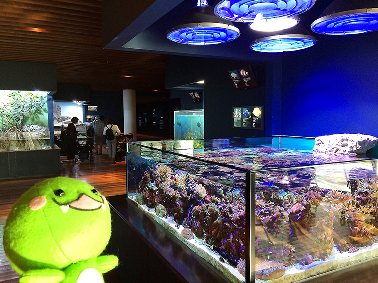 お魚たちと過ごすクリスマス 前編 新潟市水族館 マリンピア日本海 ぶらなじさんぽ なじらぼ
