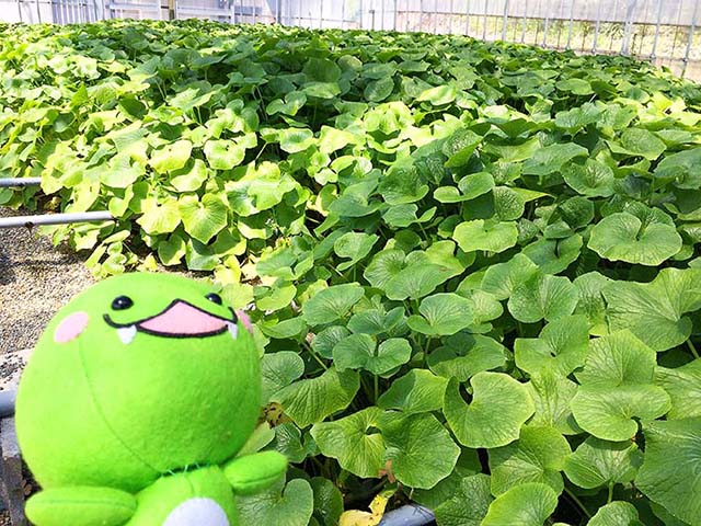 日本海 石地わさび園