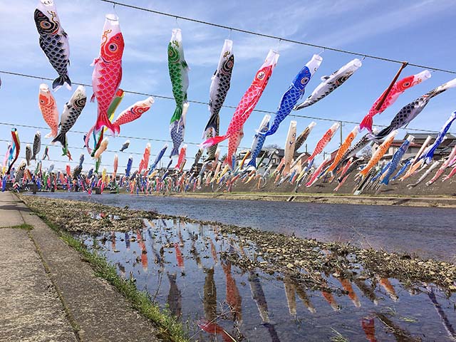 加茂川鯉のぼり