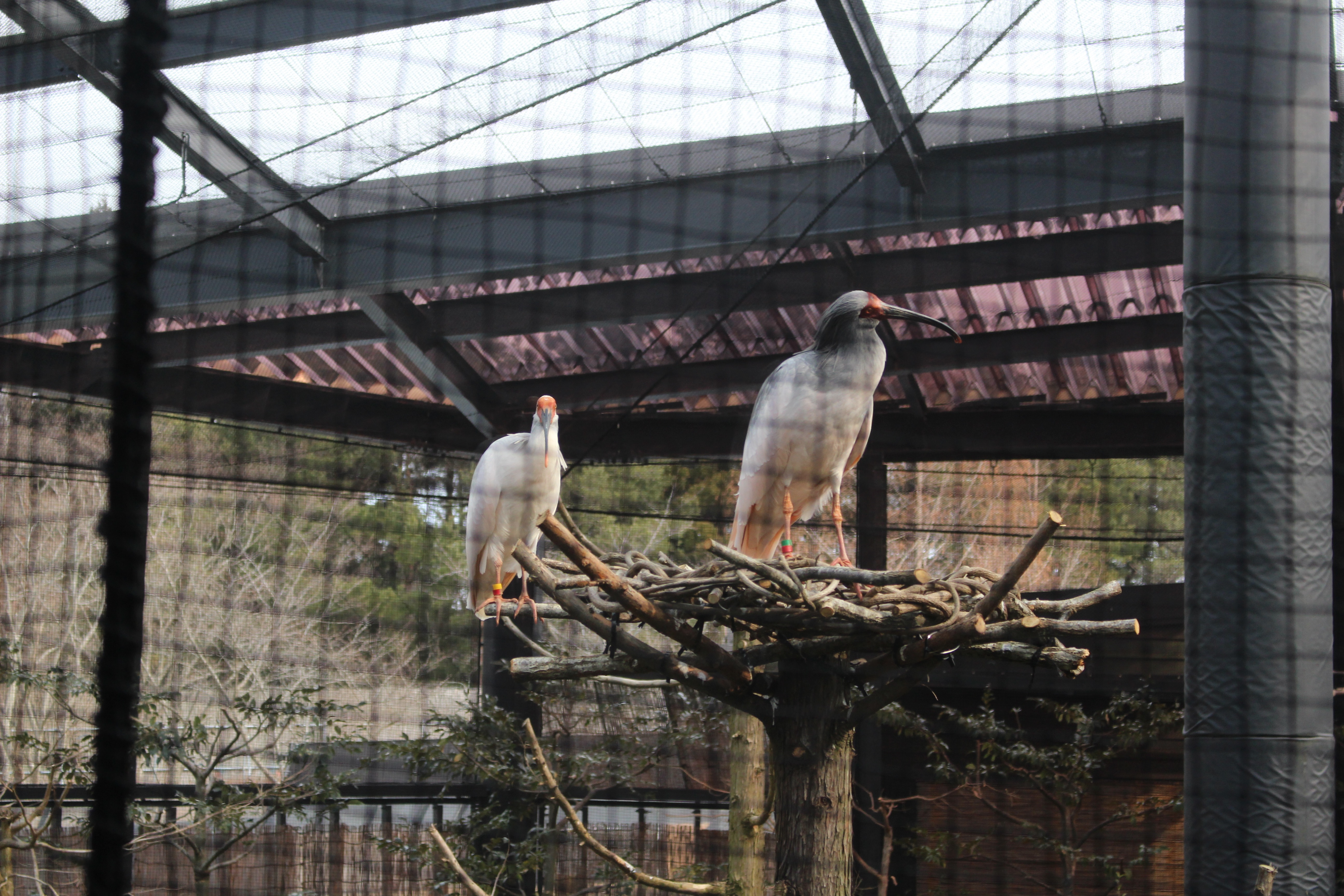 トキの森公園